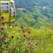 Longhi Rijstterrassen