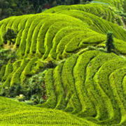 Longhi Rijstterrassen