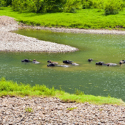 Li River waterbuffels